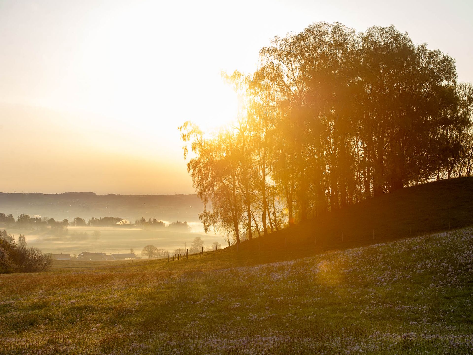 Sunrise behind a group of trees on a hill with fog in a valley and green meadows in the foreground.