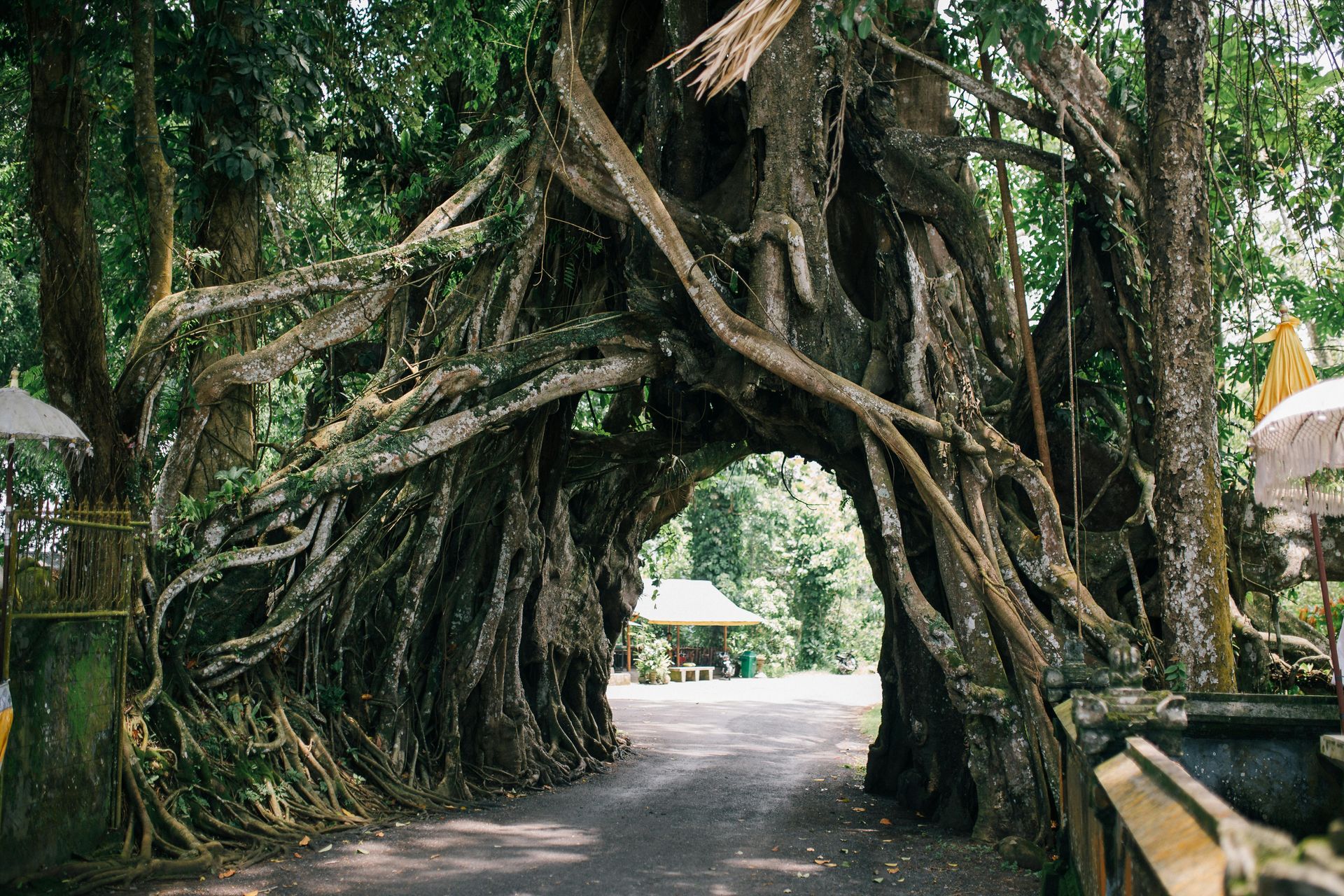 Ein schmaler Weg führt durch eine große natürliche Baumöffnung, umgeben von grünen Blättern und dichten Baumstämmen im Dschungel.