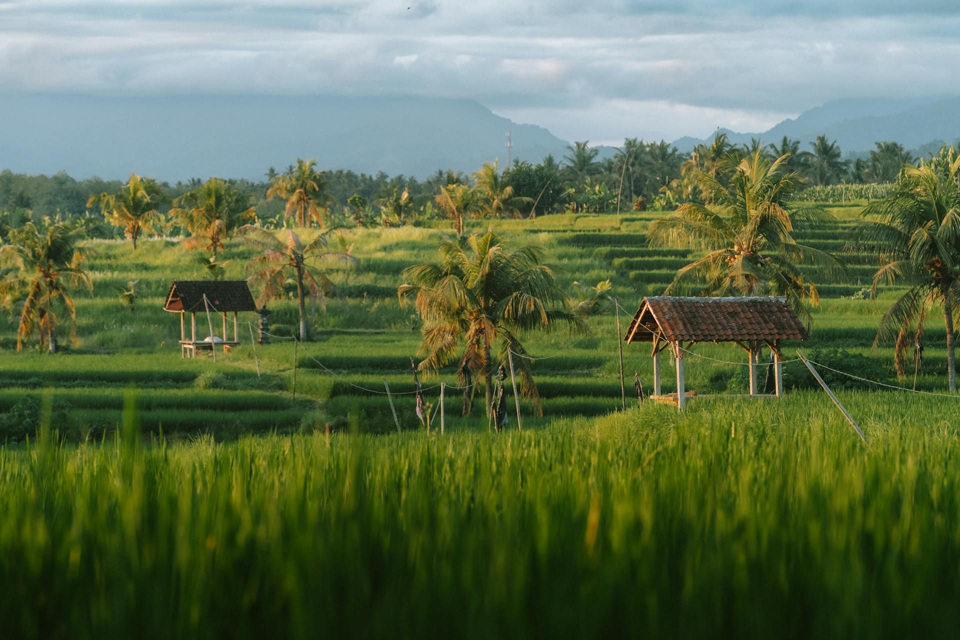 Green rice terraces with palm trees and small traditional huts in Bali under a cloudy sky.
