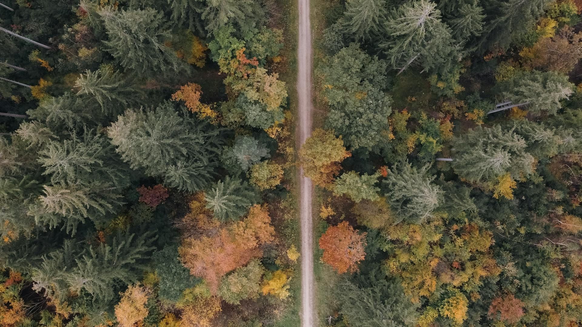 Aerial view of a forest in autumn with a narrow, straight path in the middle, surrounded by green and colorful autumn trees.