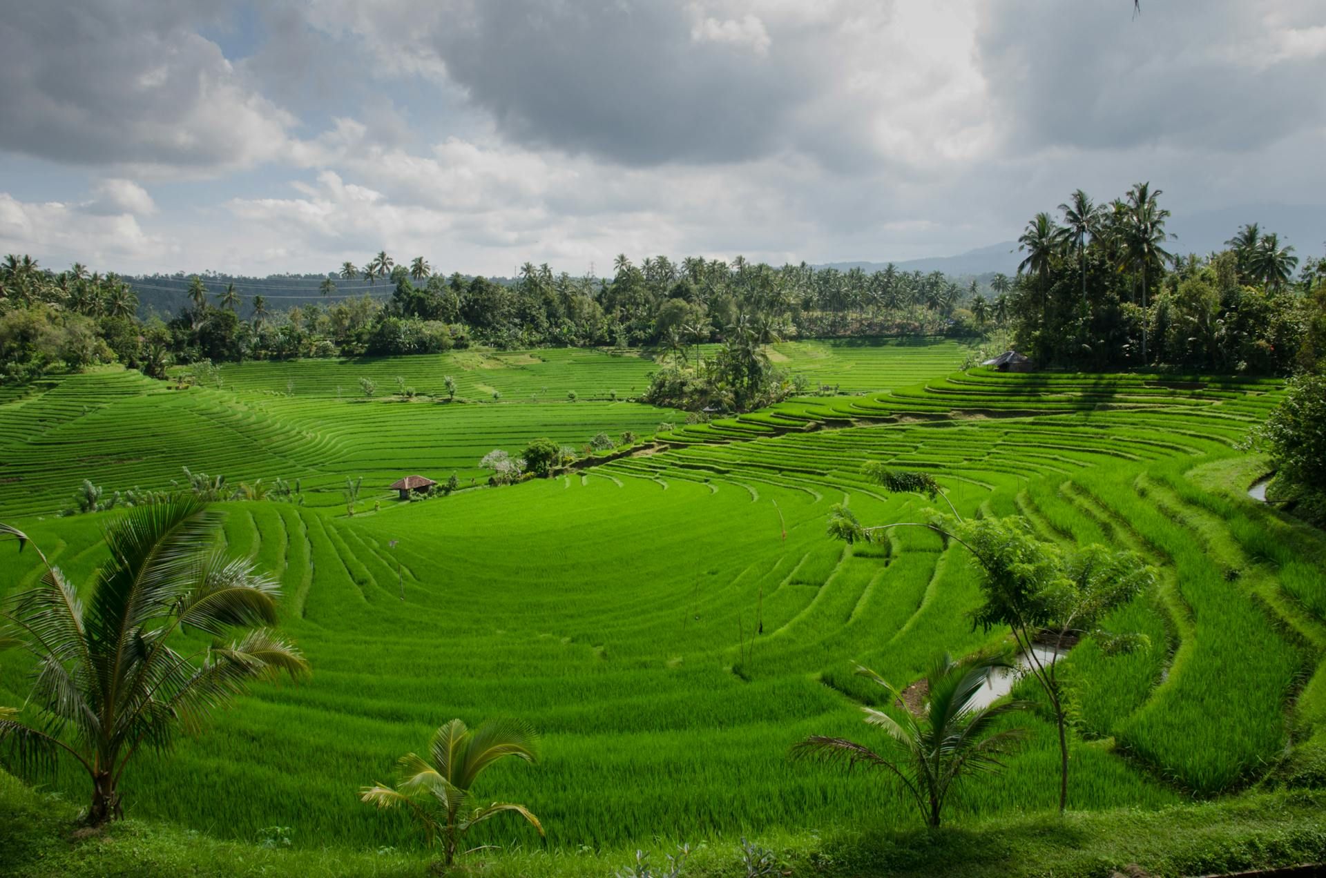 Green terraced rice fields in Bali under a cloudy sky, surrounded by palm trees and dense forest.