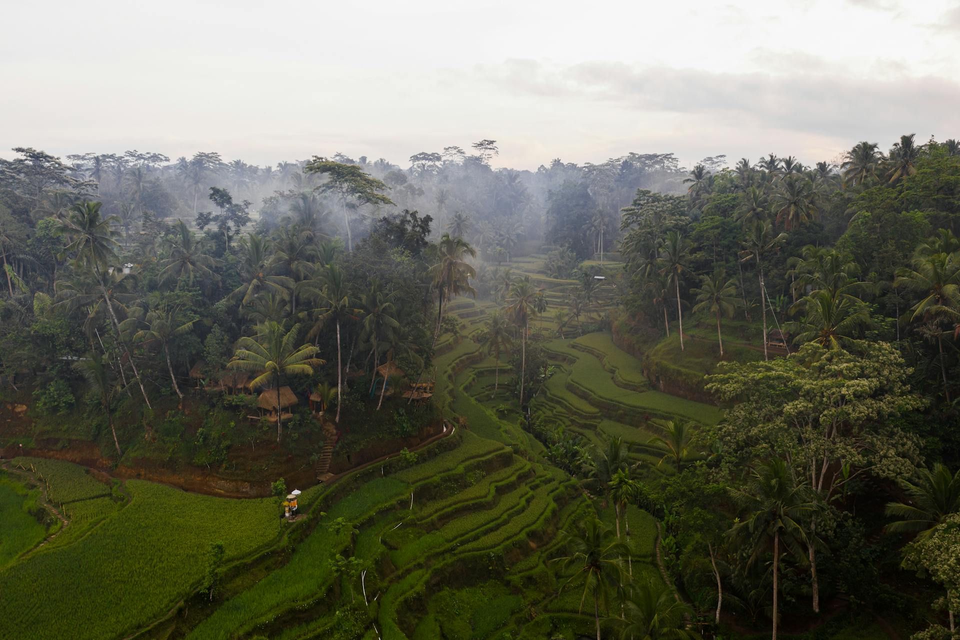 Reisterrassen und viele Palmen in einer nebligen Landschaft auf Bali mit dichtem tropischen Bewuchs.