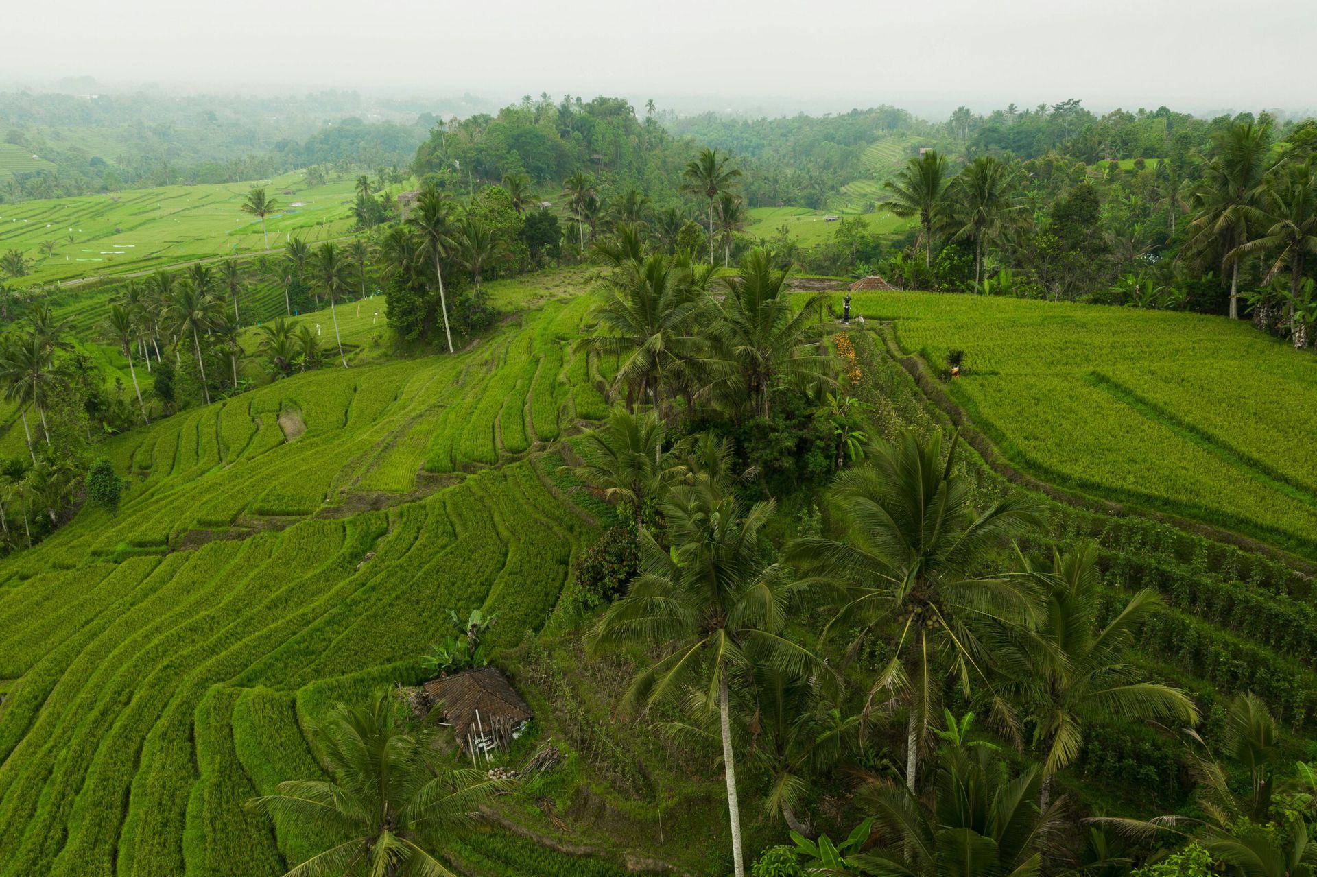 View over green rice terraces with scattered palm trees in a hilly landscape under misty conditions.