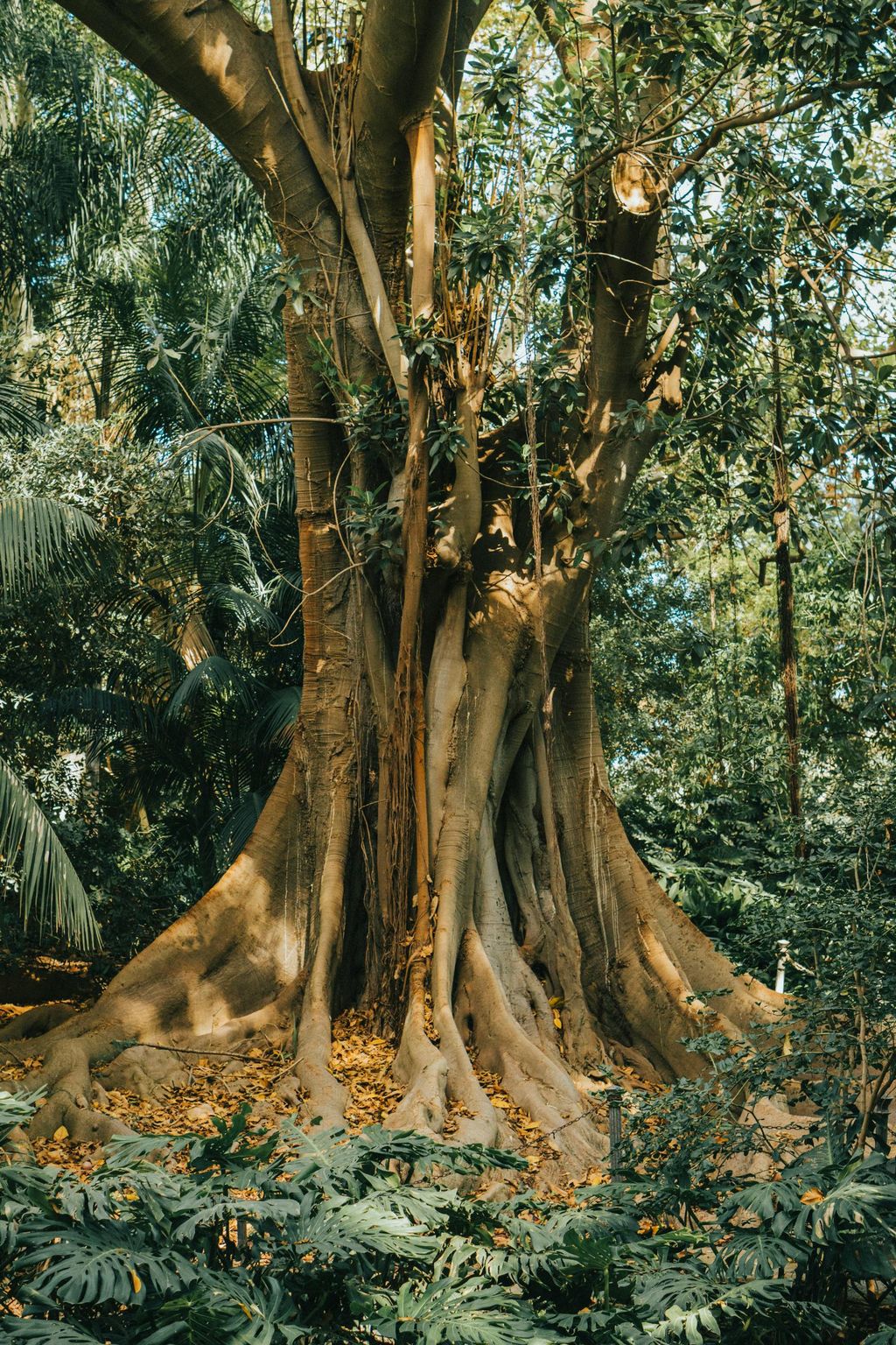 Massiver Baum mit breiten Wurzeln und dichten grünem Laub im Wald.